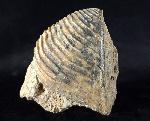 Trigonia interlaevigata (QUENSTEDT 1858) - Bild © FossNet FossilienStore